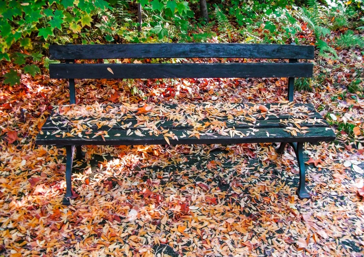 Black bench surrounded by fallen autumn leaves